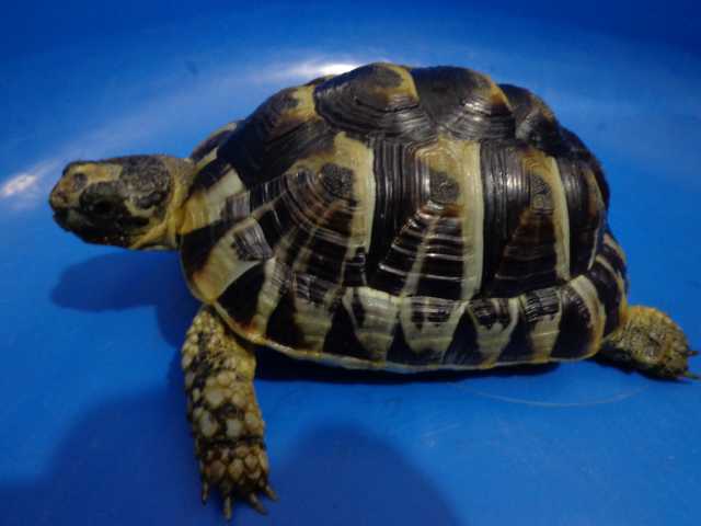 Продам: Сухопутная тунисская черепаха 15см.