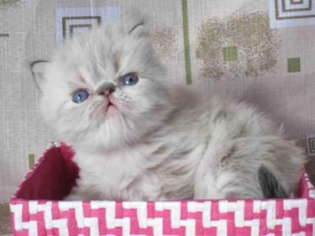 Продам: персидский котик