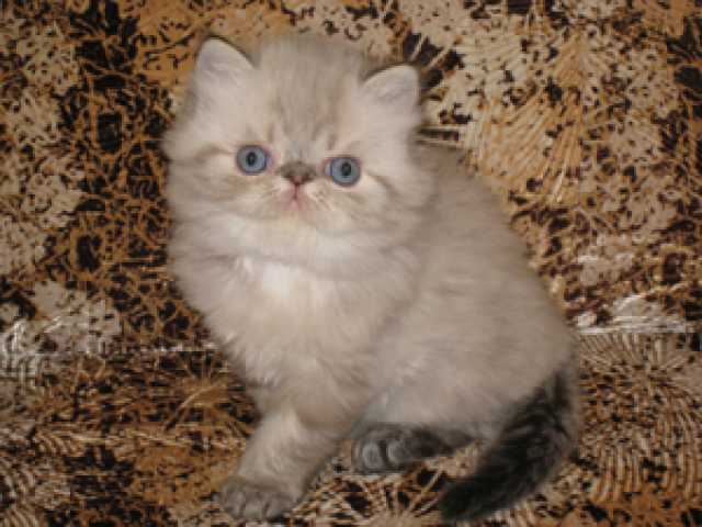 Продам: котик с голубыми глазами