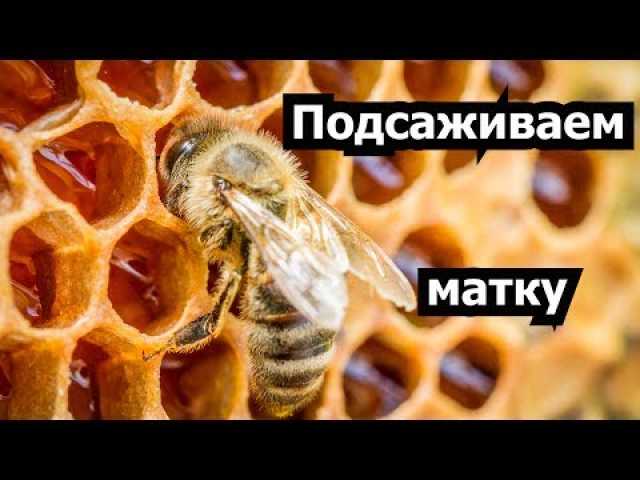 Предложение: Услуга пчеловода Воронежа и области