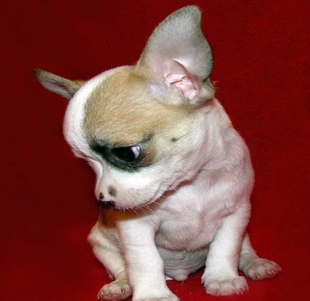 Продам: щенок мини собачки