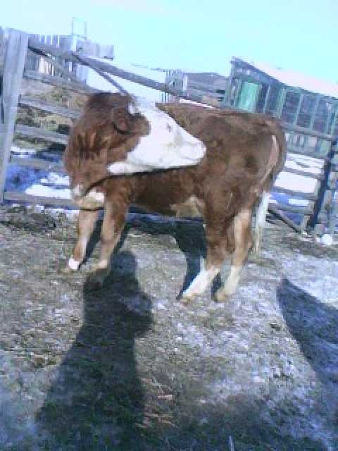 Продам: корова стельная