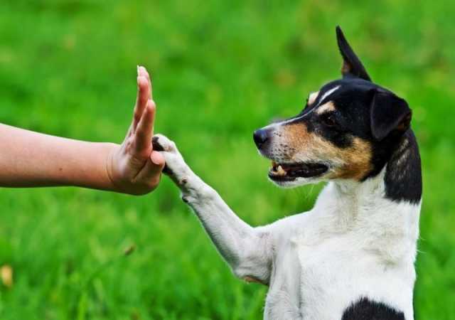 Предложение: Дрессировка собак Послушание Кинолог