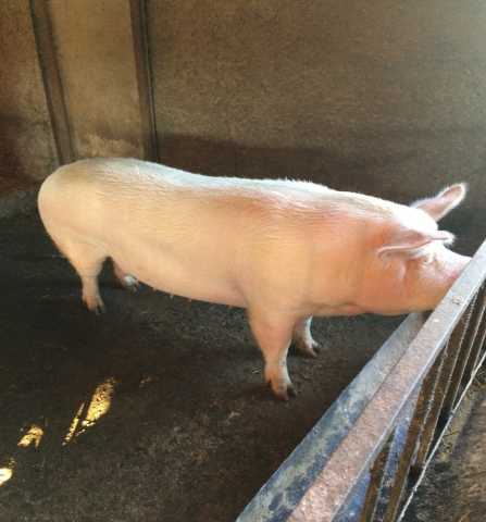 Продам: Срочная продажа опоросных свиноматок