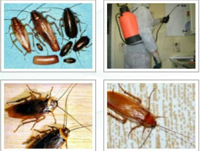 Предложение: Дезинсекция тараканов, клопов, муравьев