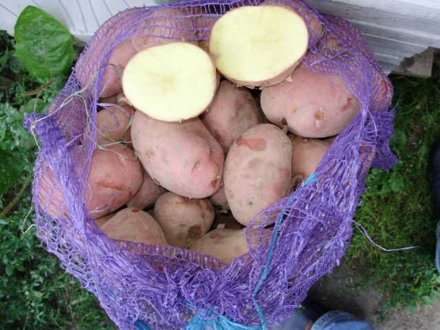 Продам: Картофель в сетках