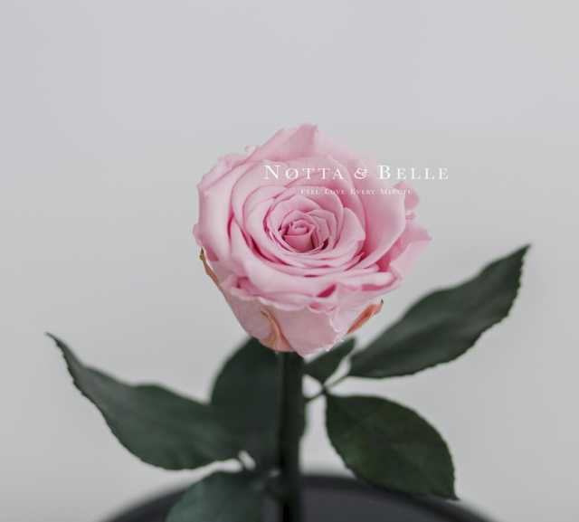 Продам: Нежно-Розовая роза под колпаком - Mini