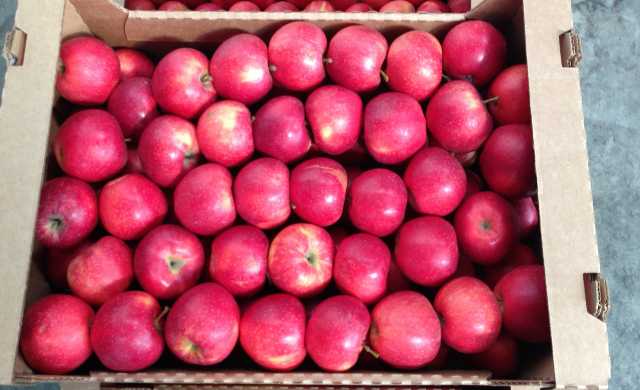 Продам: Яблоки беларусские отборные 25р оптом со