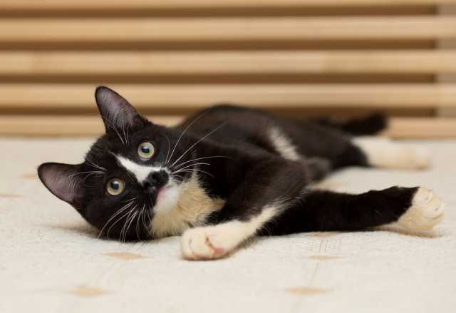 Отдам даром: Адик - гиперактивный шилопопый кот