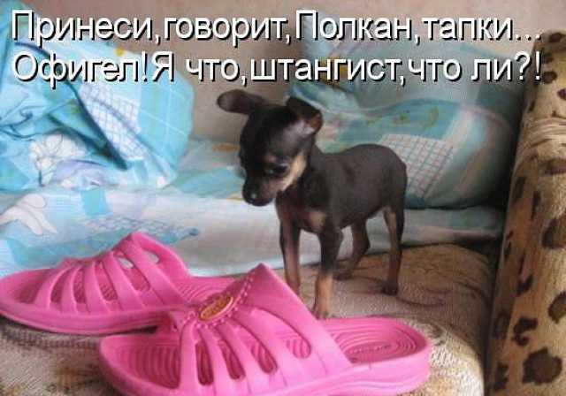 Предложение: Дрессировка собак в Краснодаре