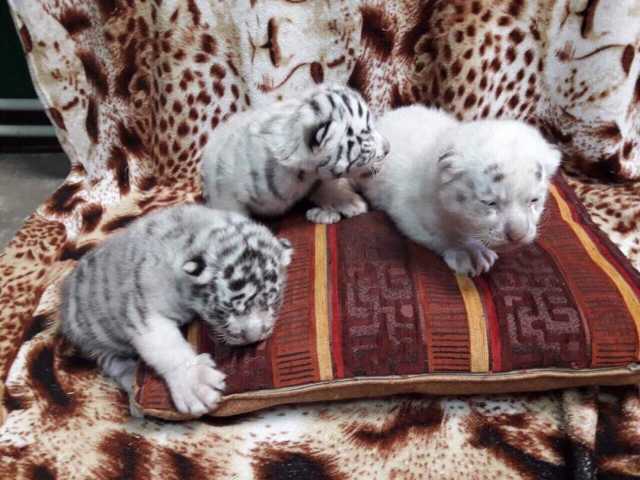 Продам: Тигр бенгальский, Белые тигры продам Пан