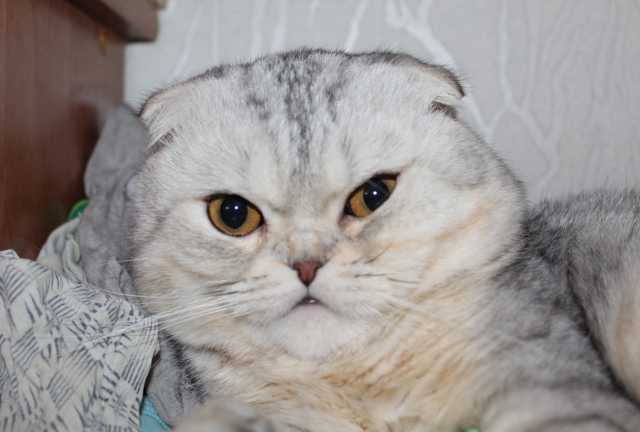 Предложение: Красавец шотландский вислоухий котик 