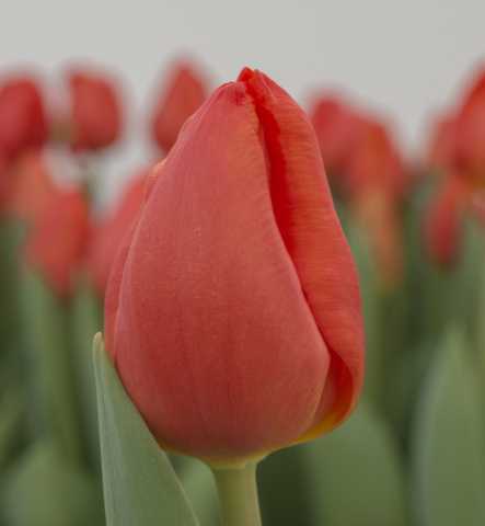 Продам: Голландские тюльпаны оптом Каданс