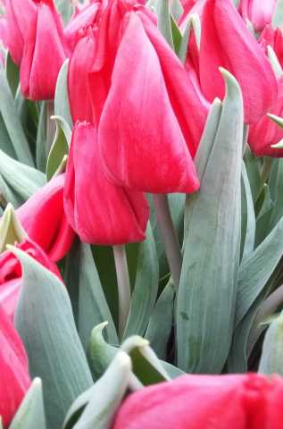 Продам: Тюльпаны  к 14 февраля, 8 марта