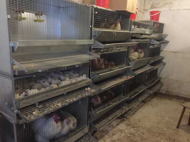 Продам: Клетки для кур, перепелов, кроликов. 