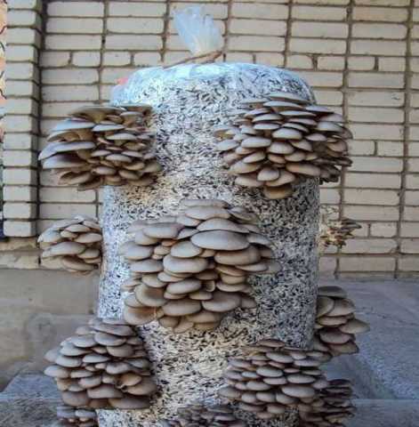 Продам: субстрактные блоки и грибы (вешенки)