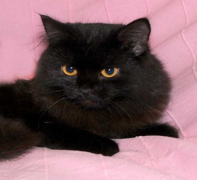Отдам даром: Черный котик Хан, пушистый подросток в д