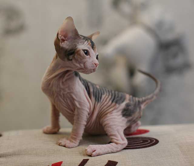 Продам: котенок Донской сфинкс