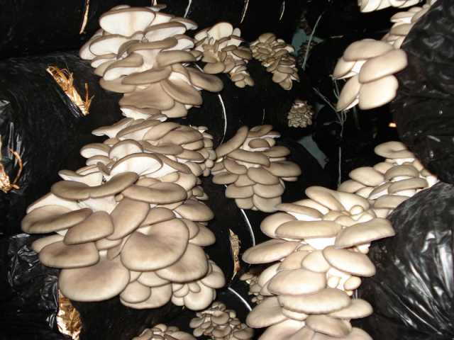 Продам: грибы вешенка