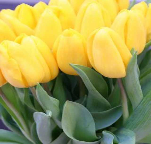 Продам: Желтые тюльпаны от производителя
