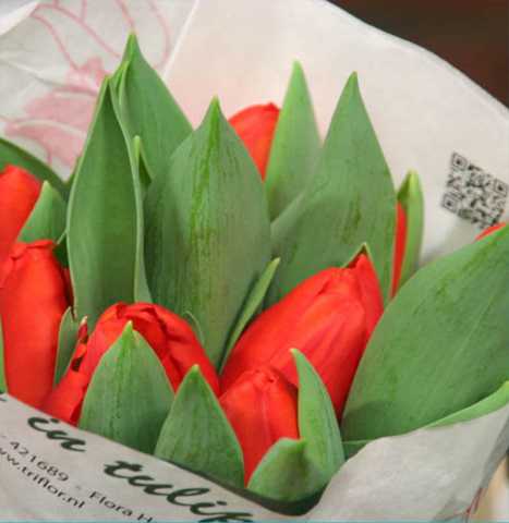 Продам: Красный тюльпан Каданс из Голландии