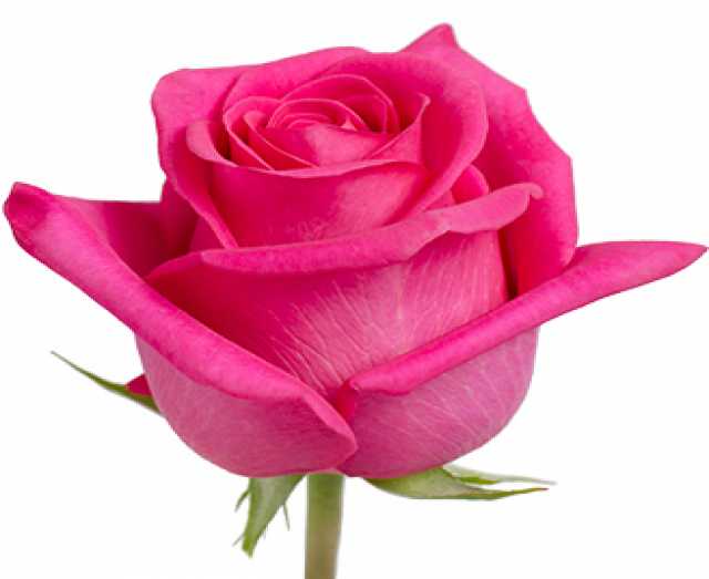 Продам: Розовые розы Топаз Topaz