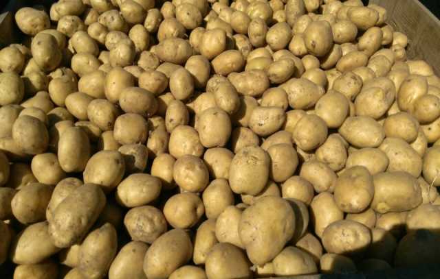 Продам: Картофель семенной от производителя ОПТ