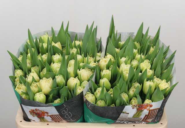 Продам: Тюльпаны оптом от производителя NL