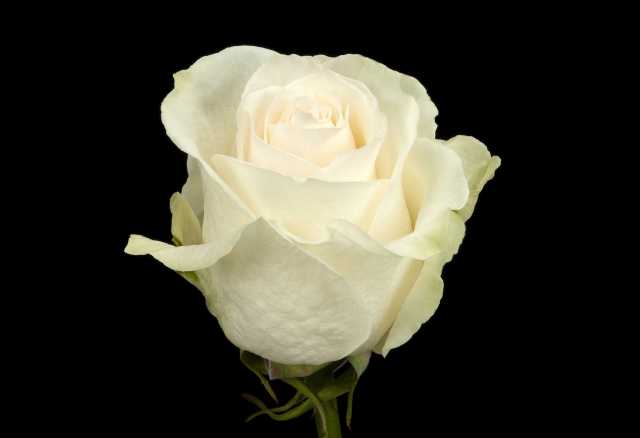 Продам: Белые розы оптом к 8 марта