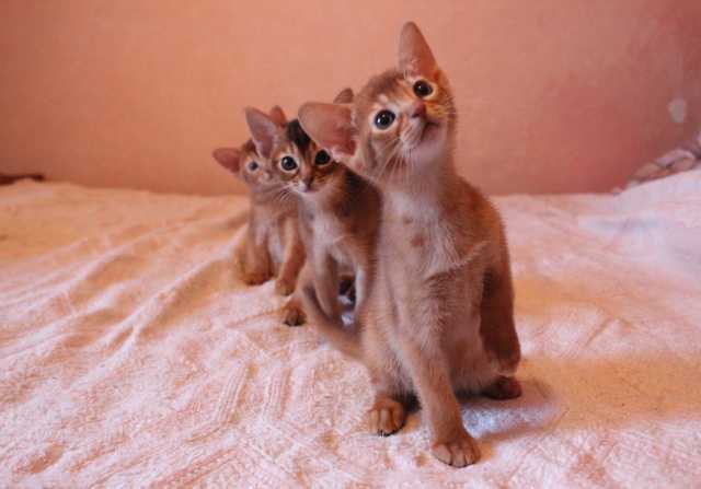 Продам: Абиссинские котята с родословной