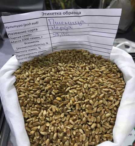 Продам: Мягкая яровая пшеница линия Lut-805