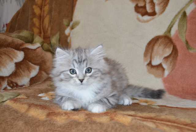 Продам: Породистый сибирский котенок