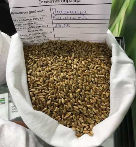 Продам: Мягкая яровая пшеница линия F04-14