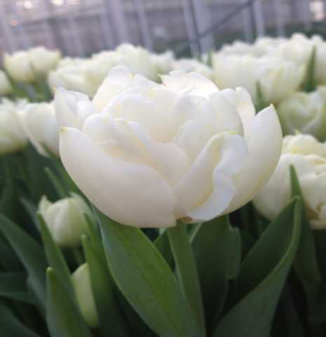 Продам: Пионовидные голландские тюльпаны Норткап