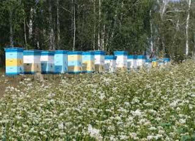 Предложение: Мёд майский, пыльца на 2019 Пасека Дубск