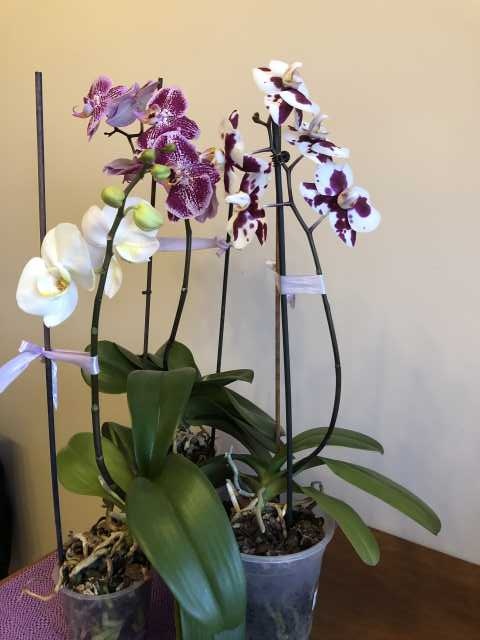 Продам: Орхидеи рода Фаленопсис