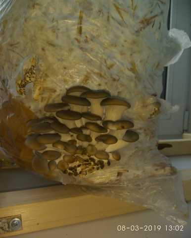 Продам: Мицелий грибов вешенка и готовые блоки