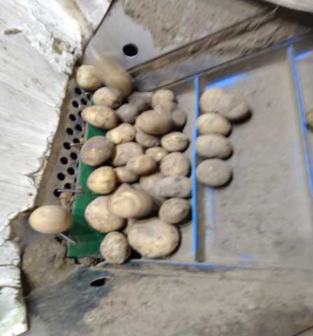 Продам: картофель оптом 5+ 2 сорт в Татарстане
