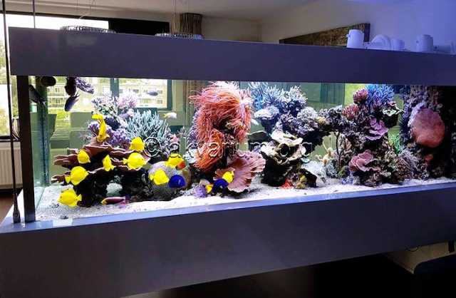 Продам: Изготовление морского аквариума на заказ