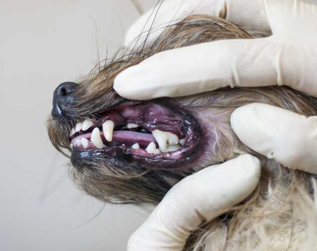Предложение: Профессиональная чистка зубов для собак