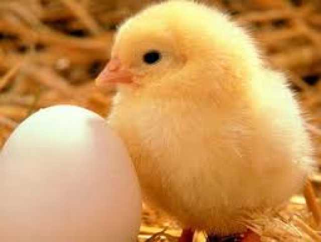 Продам: Инкубационное яйцо, цыплята