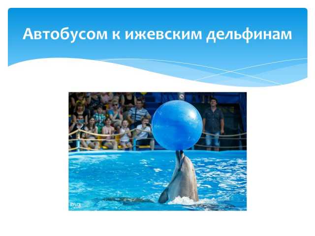 Предложение: Экскурсия в гости к Дельфинам/ЦО018