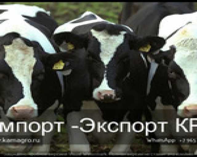 Продам: Продажа коров дойных (Россия)