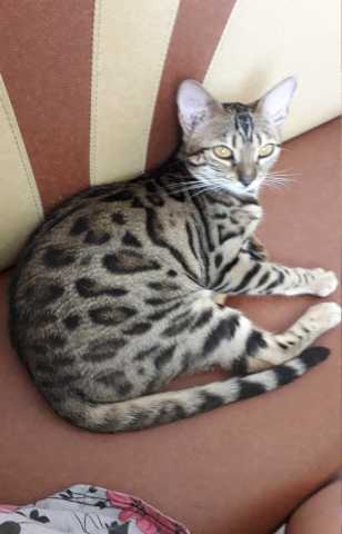 Предложение: Ищем бенгальского кота для вязки