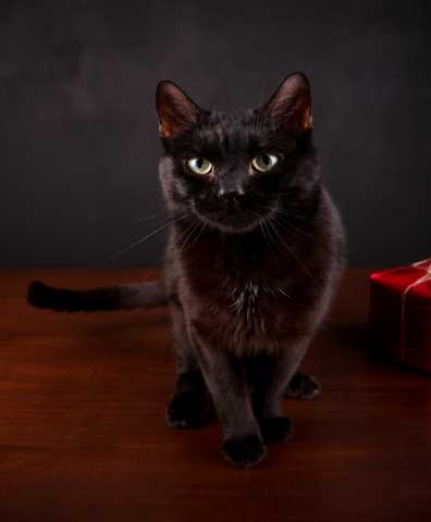 Отдам даром: Отдам черного кота Космоса