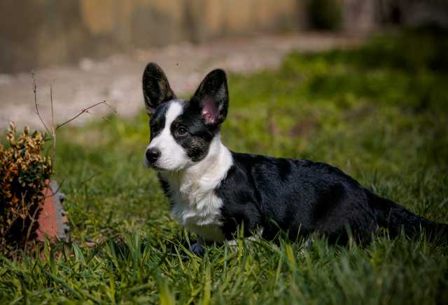 Продам: Welsh corgi cardigan