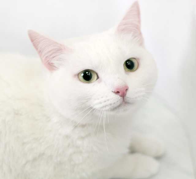 Отдам даром: Джина, белая гладкошерстная кошка, 4г