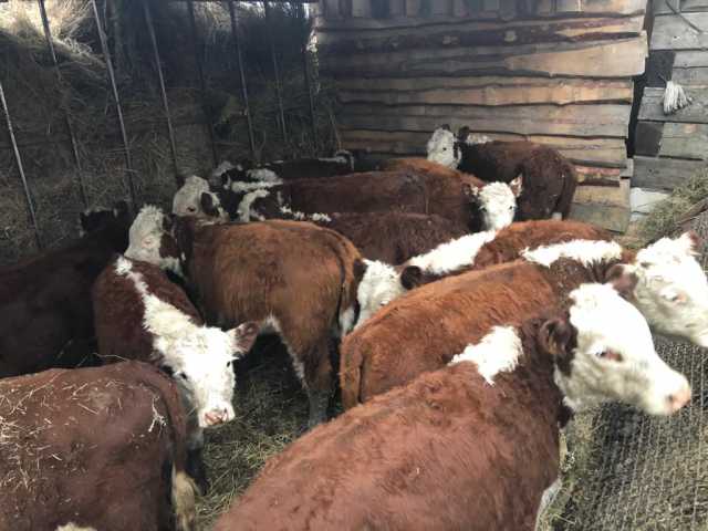 Продам: Телки и бычки породы герефорд