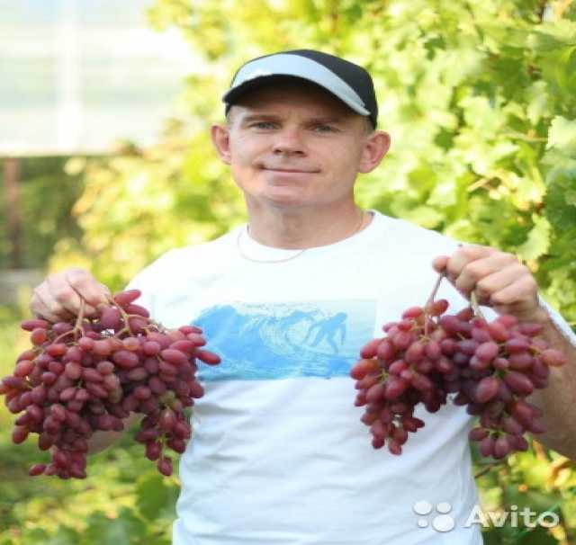 Продам: Саженцы винограда лучших сортов