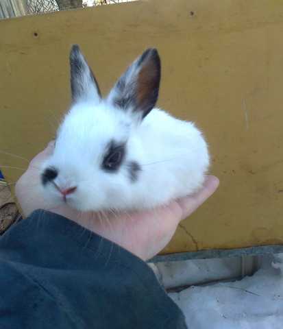 Продам: карликовый кролик
